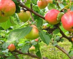 It is a home to different types of trees like appl It is a home to different types of trees like apples, apricot, pear, cherry, raspberry, and sand cherry as well as vegetables like Morden and Starfire